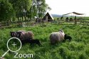 Alte Schafrassen auf der Weide